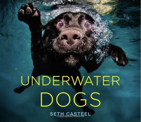 underwater dogs photos