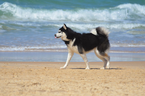 Husky Malamute on a beach