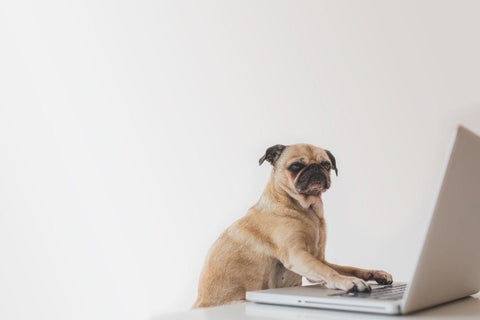 Pug working on a computer
