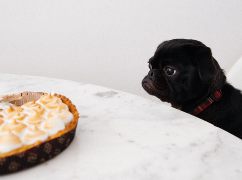 Pug looking at pie