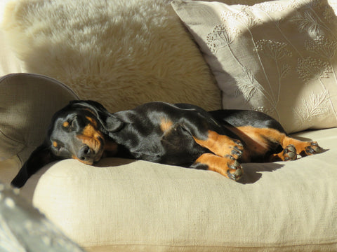 Dog sleeping on couch