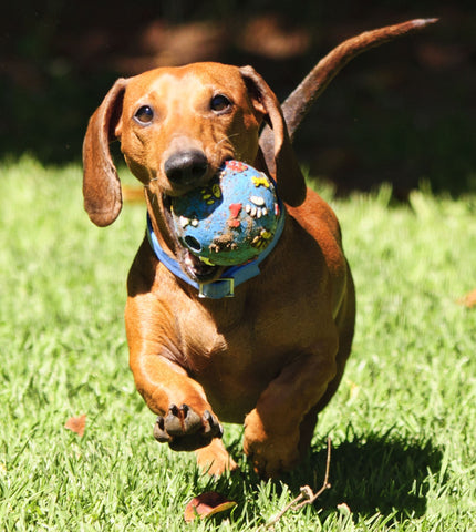 Dog running with a blue ball