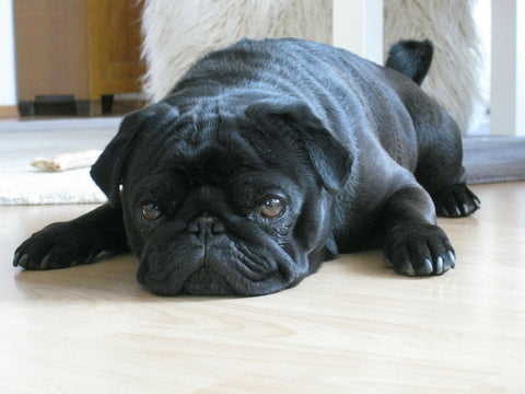 pug on the floor