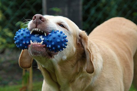 dog chewing on a toy