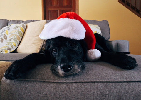 black lab