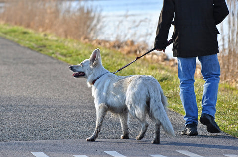 Dog walker walking a dog