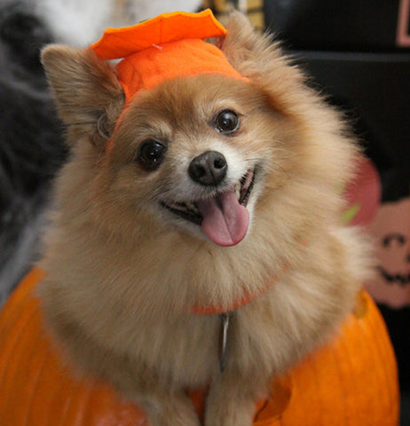Dog in pumpkin