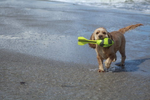 American Water Spaniel