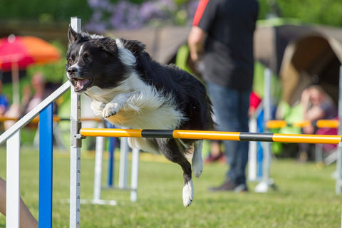 Dog agility