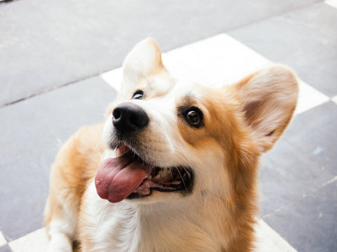 Smiling Corgi Dog