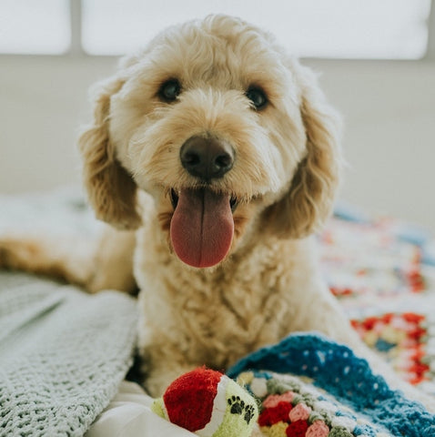 dog with toys