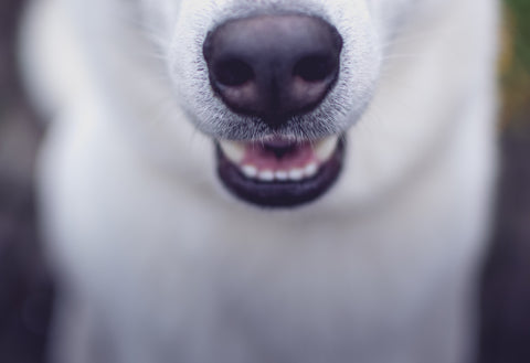 Husky Dog Nose