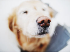 Golden Retriever Dog Nose