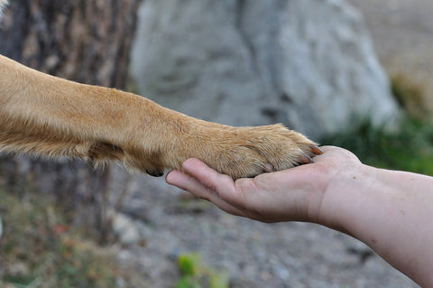 dog paw and human hand