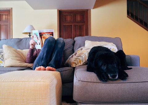 dog and human hanging out