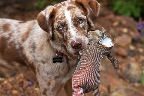 Dog holding a dog toy