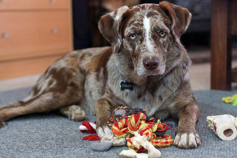 dog with toys