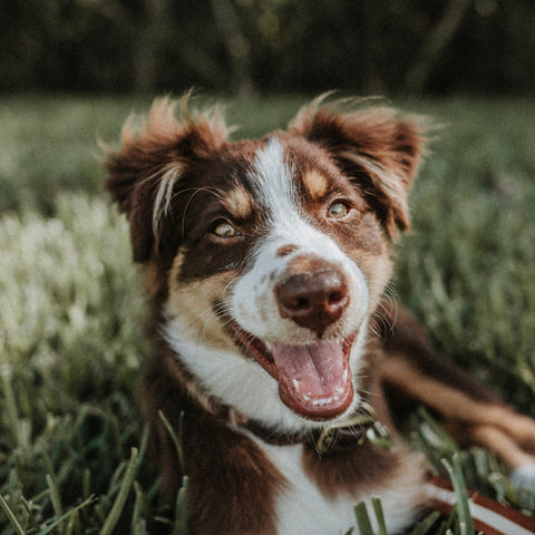 Smiling Dog