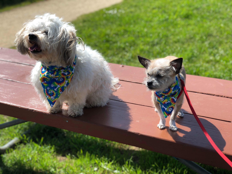 Dogs wearing matching bandanas from The Woof Warehouse