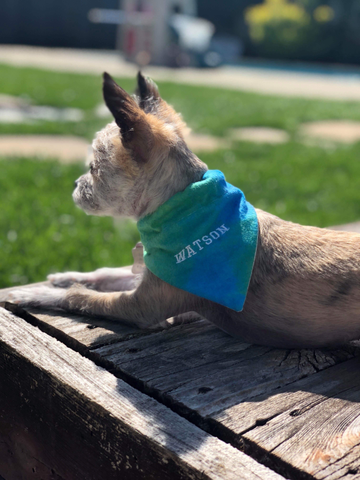 Personalized Dog Bandana