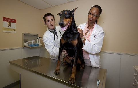 Veterinarians with Dog