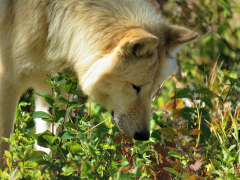 Dog sniffing flowers