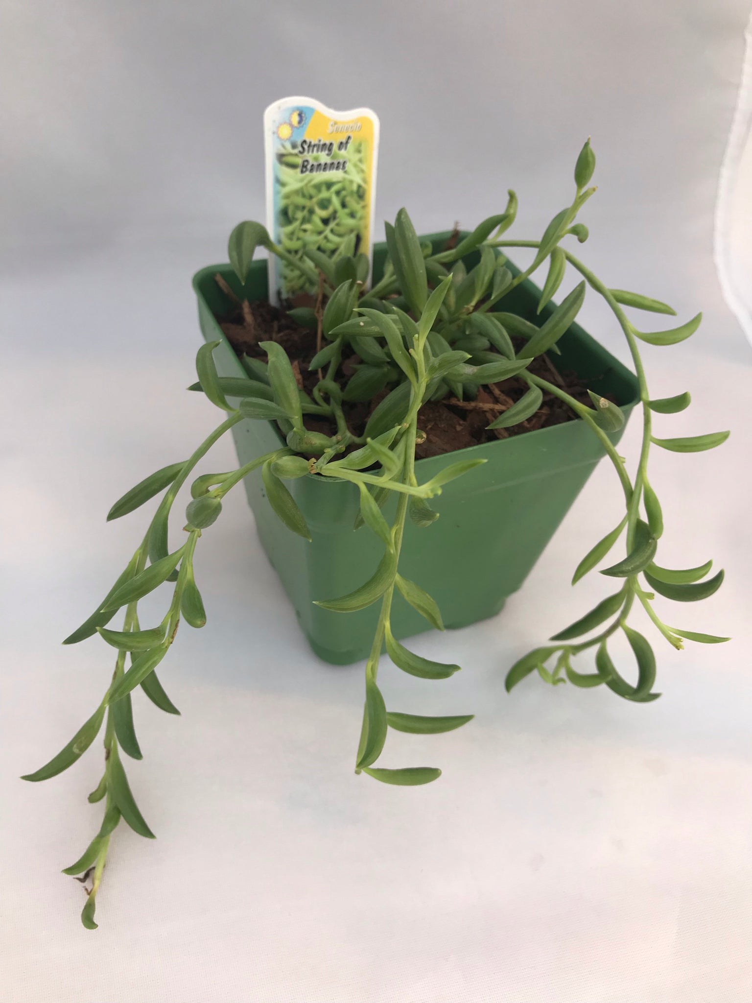 String of Bananas- Senecio radicans - Indoor Succulents ...