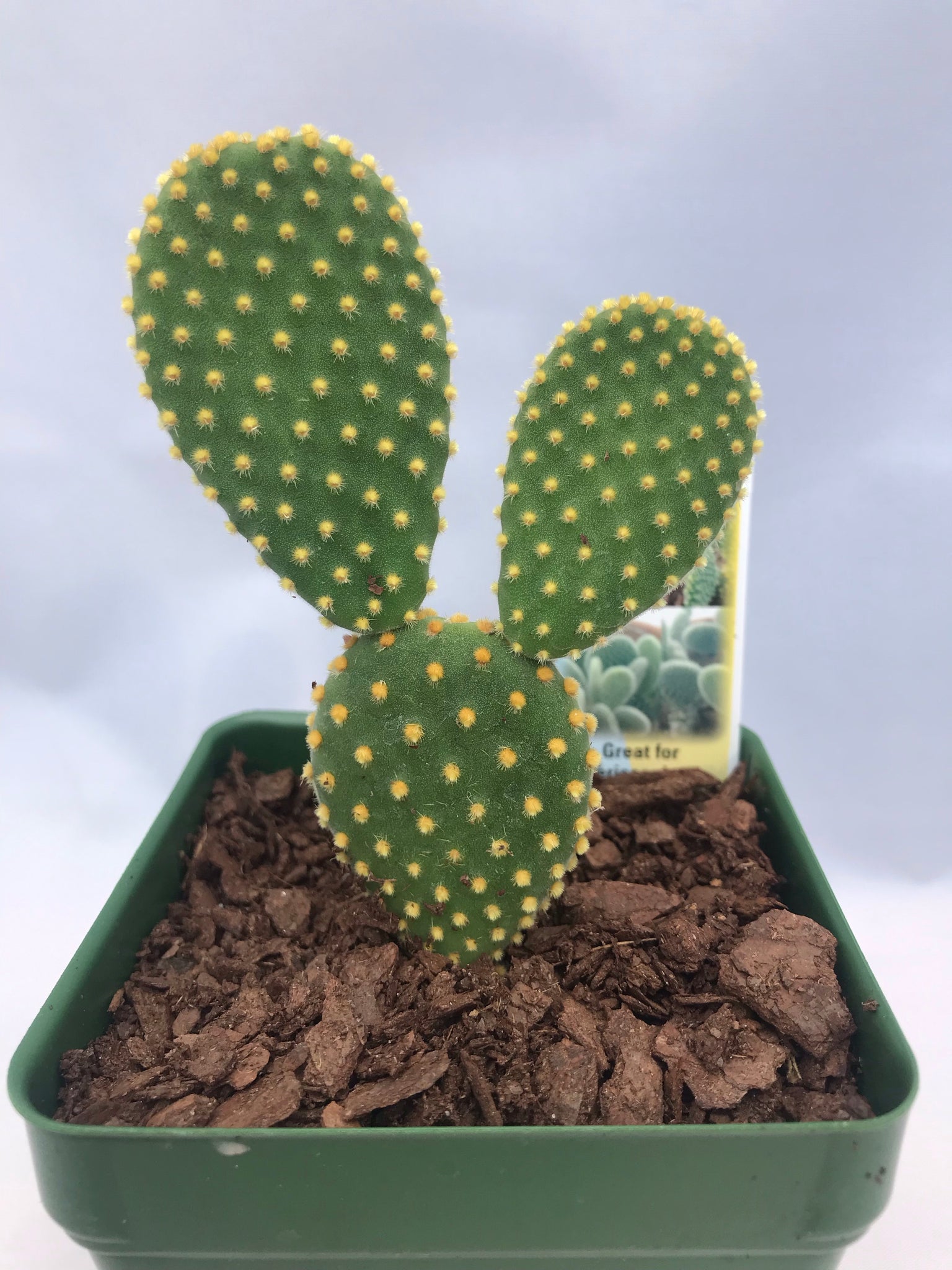 Golden Bunny Ears Prickly Pear Cactus - Angel Bunny Ears ...