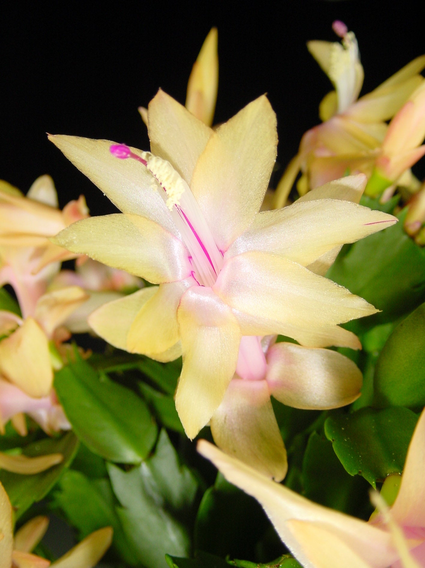 Yellow Christmas Cactus - Fotomuslik