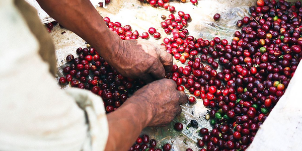 Coffee Producing Choosing Ripe or Unripe Cherries