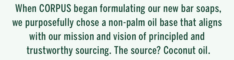 Palm Kernel Oil vs Palm Oil: Which is Better? - The Coconut Mama