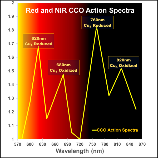 Red Light Therapy Absorption Mechanisms Benefits Photobiomodulation
