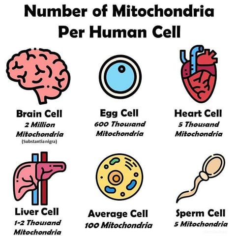 Mitochondria Counts Human Cells 