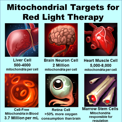Mitochondrial targets red light therapy mechanisms benefits eye heart brain blood bone liver