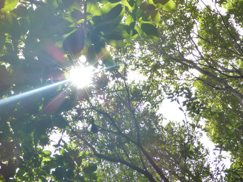 Sunlight Trees Leaves Photosynthesis