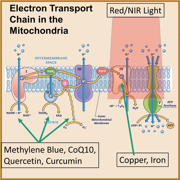 Red Light Therapy Mitochondria Electron Transport Chain ATP Production Supplements Methylene Blue CoQ10 Curcumin Copper Iron Quercetin Near Infrared