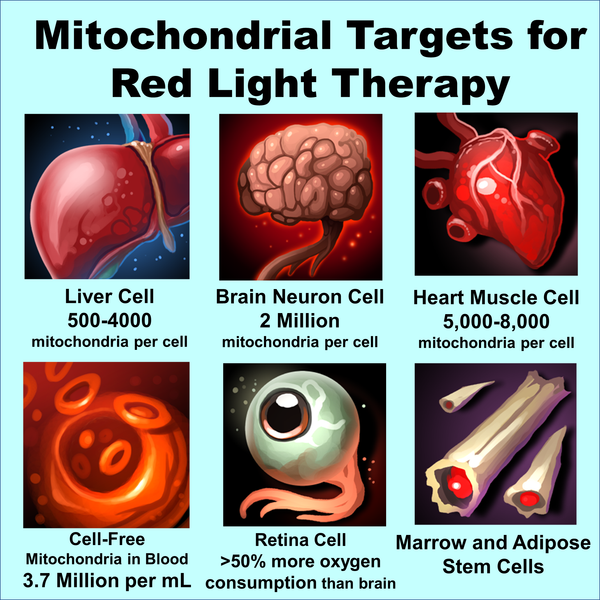 Mitochondria targets red light therapy