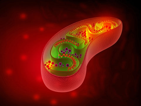 Red Light Therapy Photobiomodulation Mitochondria