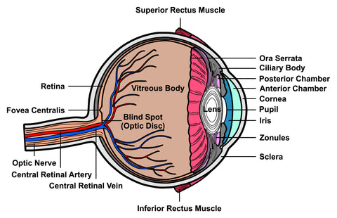 eye chart red light therapy eye safety cataracts infrared near infrared damage vision loss