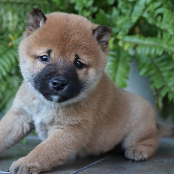 Male Puppies small puppies for sale That Doggy in the Window