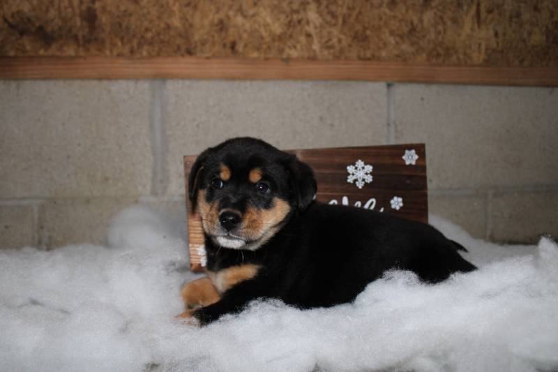 Shiba Inu Puppies For Sale That Doggy In The Window That