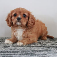 Tommy Male Cavalier King Charles Spaniel $1000