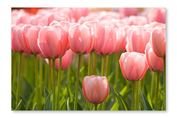 A Field of Pink Tulips 24x36 Wall Art Fabric Panel Without Frame | The Brick