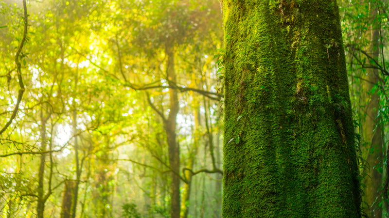 deciduous trees