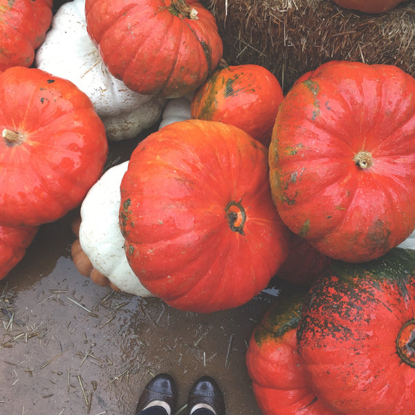 Fall Bucket List Pumpkins