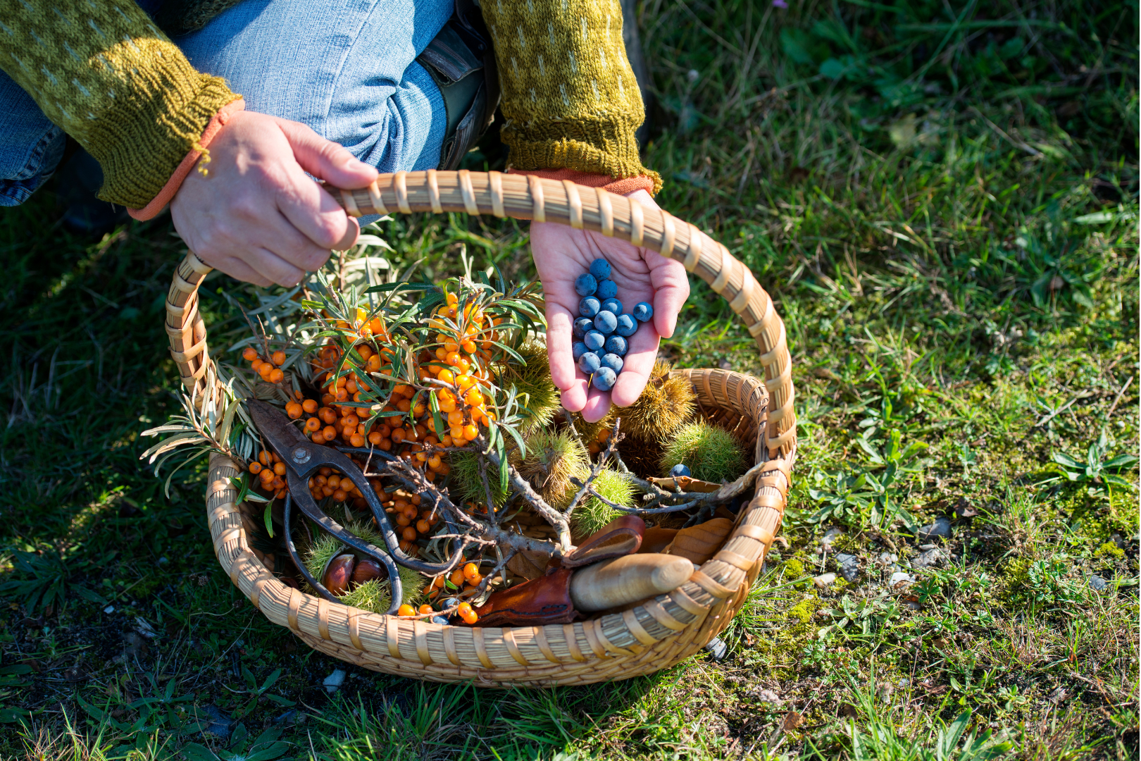 basket of foraged berries and plants to eat