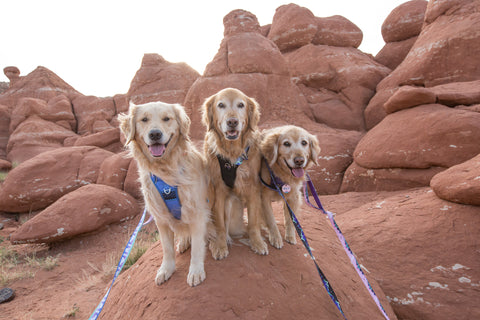 Dog friendly hikes in Utah, Southern Utah dog friendly, hiking dogs of utah, Dog friendly national parks, dog harness for big dogs, best dog harness, ruffwear dog harness