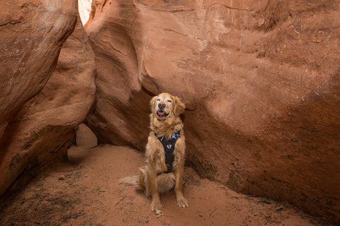 dog friendly slot canyons in utah, dog harness for hiking, golden retriever in black harness, black harness, best dog harness, dog harness with handle, dog harness with front clip