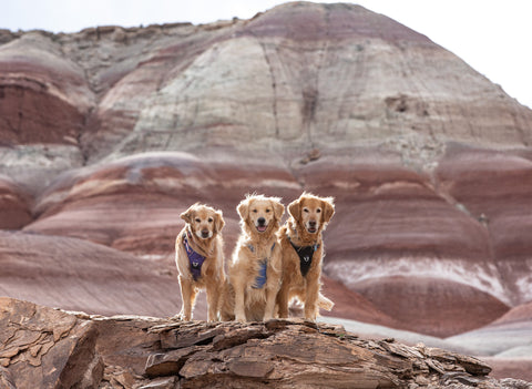 3 dogs posing for photo, dog adventures, dogs hiking, hiking in utah with dogs, dog friendly places in utah