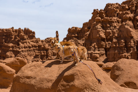 Dogs at goblin valley, dogs on leash at goblin valley, dog friendly hikes utah
